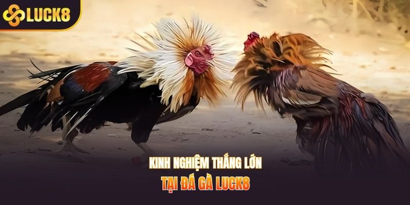 Kinh nghiệm thắng lớn tại đá gà LUCK8