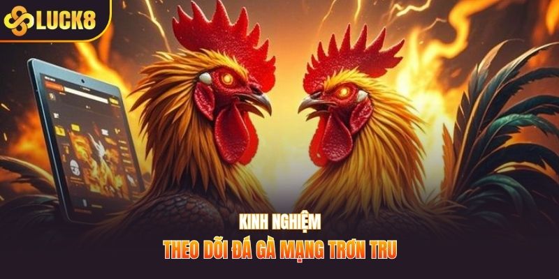 Kinh nghiệm theo dõi đá gà mạng trơn tru